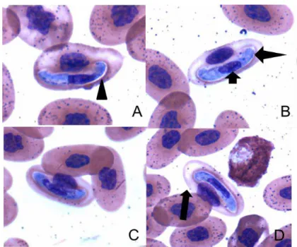 Figura 8- Fotomicrografia de Hepatozoon spp. visualizado em esfregaço sanguíneo de Spilotes  pullatus (indivíduo 20)