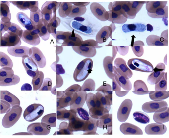 Figura  9-  Fotomicrografia  de  Hepatozoon  spp.  visualizados  em  esfregaço  sanguíneo  de  Epicrates  cenchria  (indivíduo  21)