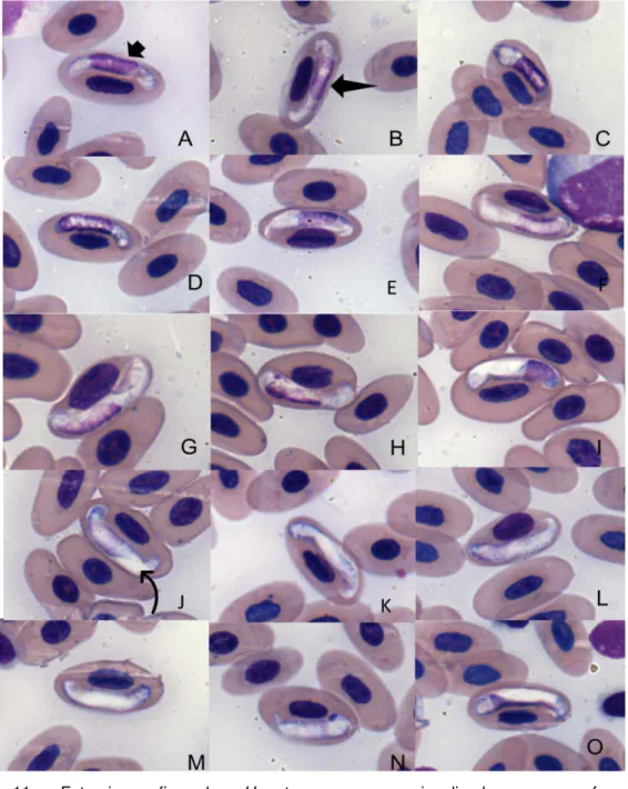 Figura  11-  Fotomicrografia  de  Hepatozoon  spp.  visualizados  em  esfregaço  sanguíneo  de  Tupinambis  merianae  (indivíduo  25)