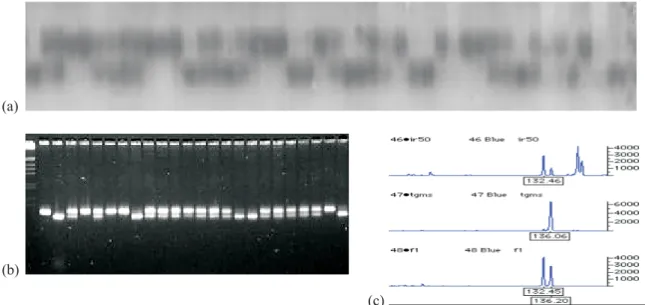 Figure 2. Microsatellite marker genotyping of an F 2  population derived from the cross between the parental lines O