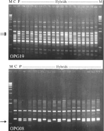 Figure 1. PCR amplification with primers OPG19 and OPG08.