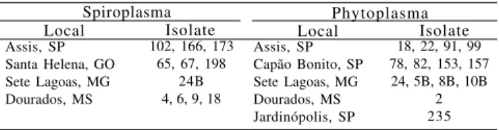 Table 1. Collection of spiroplasma and phytoplasma isolated from maize fields.