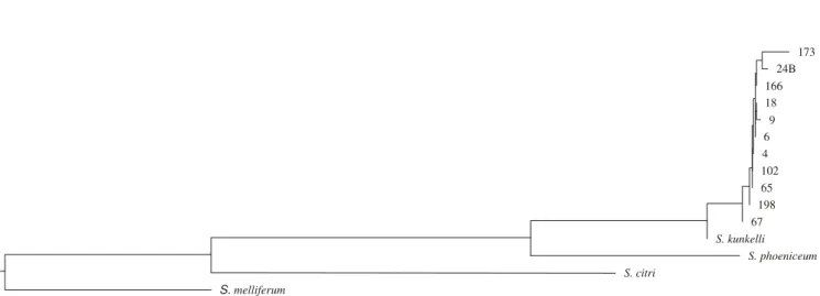 Figure 3. Phylogenetic tree based on similarity data obtained from comparison of spiralin gene fragment sequence among S