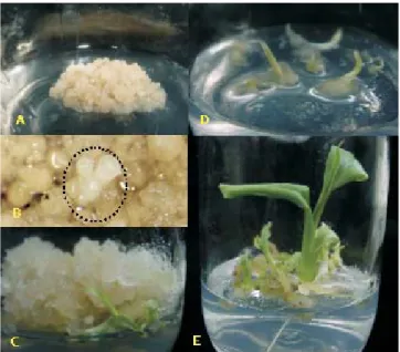 Figure 2. Somatic embryogenesis of banana cv. Maçã. A: