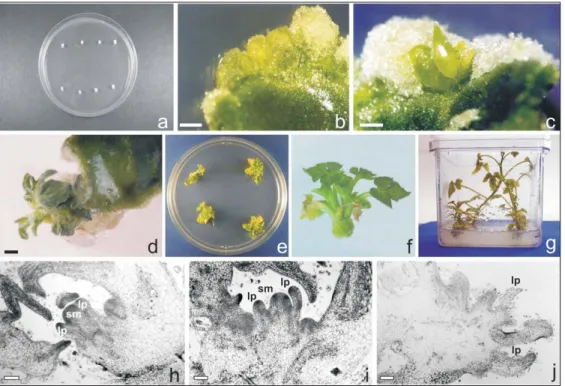 Figure 1. Citrullus lanatus cv. Crimson sweet in vitro organogenesis from cotyledonary segments, cultured in MS culture media supplemented with BAP (1 mg L -1 ): a) initial explant; b) initial development of buds and leaf primordia; c-d) adventitious shoot