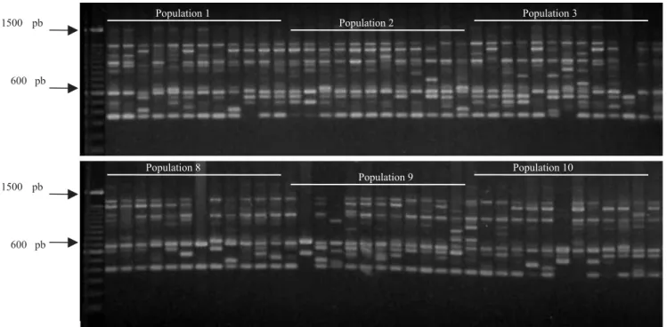 Figure 1. RAPD gel profile, using the OPA 11 primer in 74 “cagaita” plants. On the left is the molecular weight pattern (Ladder 100 pb).
