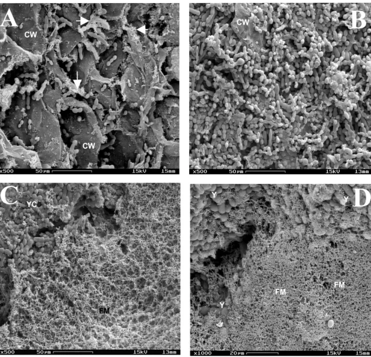 Figure 3. Scanning electron micrographs of papaya fruit wound surfaces inoculated with the antagonist