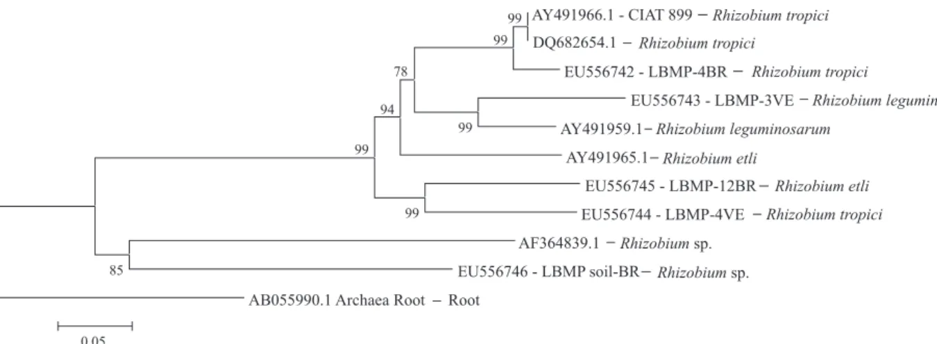Figure 1. Neighbour joining phylogenetic tree of 16S-23S rRNA intergenic spaces of Rhizobium isolates from nodules of  common bean plants