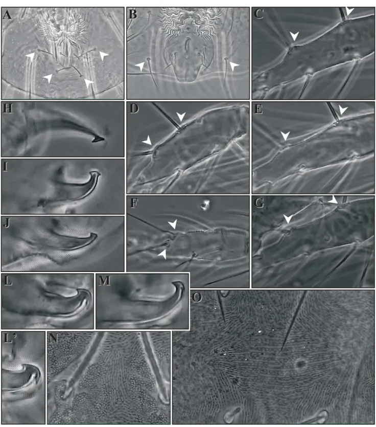 Figure 2. Morphological characteristics of soybean spider mites from Rio Grande do Sul, Brazil