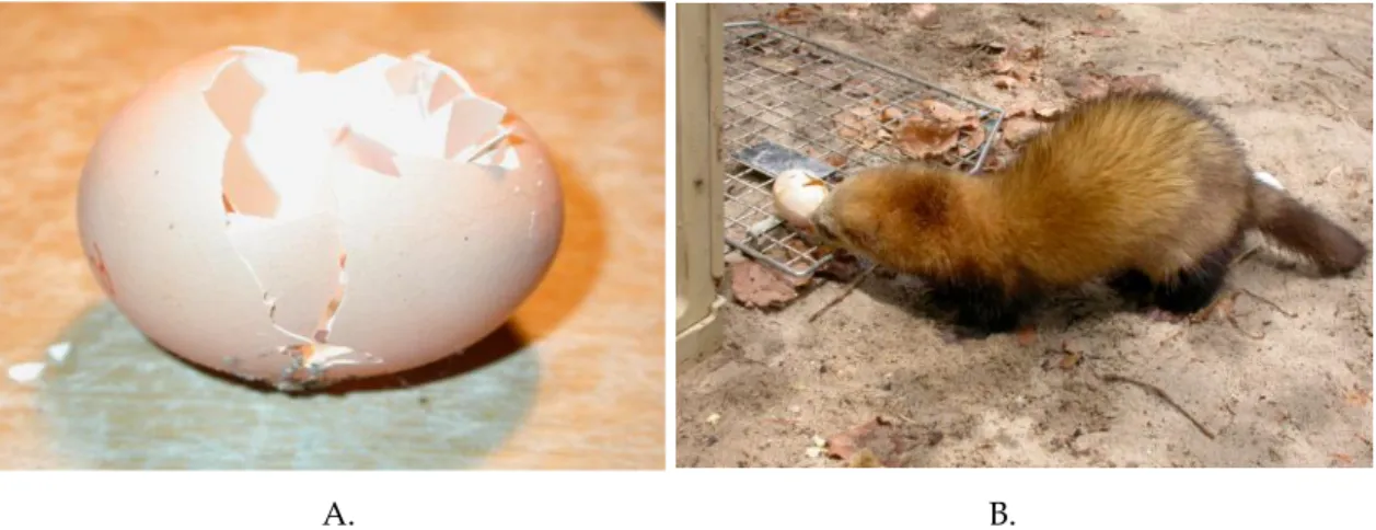 Figura 8 - Cascas de ovos dados a animais que se encontravam na URRAS: A. Casca de ovo comido  por Raposa, B