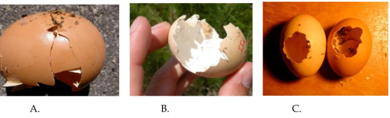 Figura 11 - Cascas de ovos falsos que foram predados: A. Carnívoro, B. Roedor, C. Ave