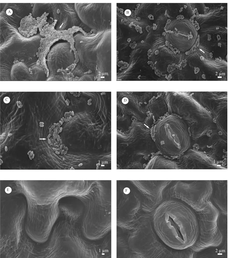 Figure 1. Scanning electromicrographs of tomato leaves grown from seeds treated with the epiphytic bacteria Paenibacillus macerans and Bacillus pumilus, compared with the control (phosphate-buffered saline)