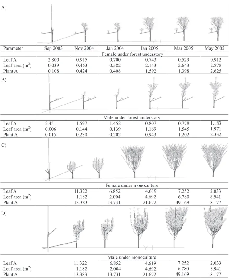 Figure 3.  Yerba mate mock-ups reconstructed in VPlants and visualized in PlantGLViewer for six distinct stages for females  and males grown in forest understory and in monoculture