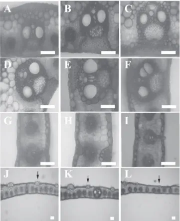 Figure  2. Anatomical  characteristics  of  transversal  sections  of  midrib and leaf blade