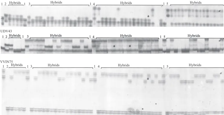 Figure  2.   PCR  amplification  profile  of  the  SSR  markers  UDV41  and  UDV43  (Di  Gaspero  et  al.,  2005)  and  VVIN75  (Merdinoglu et al., 2005) in 'Bordo' (1), 'Carlos' (2), 'Roanoke' (3), 'Magnolia' (4) and 'Regale' (5) followed by the true hybr