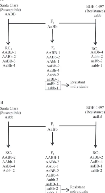 Table 4.  Chi-square test (χ 2 ) for the phenotypic proportion  for antixenosis resistance to tomato leafminer, in generation  F 2 ,  resulting  from  the  crossing  between  'Santa  Clara'  and  BGH-1497 (1) .