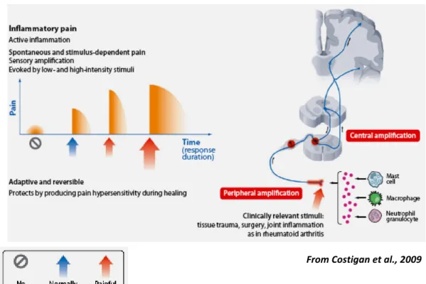 Fig. 3: Inflammatory pain. 