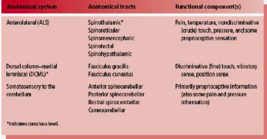 Table 1: General description of anatomical and functional aspects of the ascending sensory  pathways