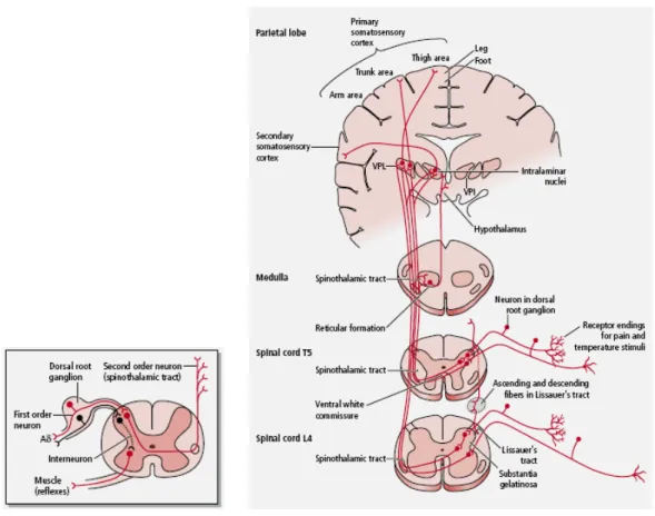 Fig.  6:  Ascending  sensory  pathway  that  transmits  nondiscriminative  touch,  pain,  and  temperature sensations from the body