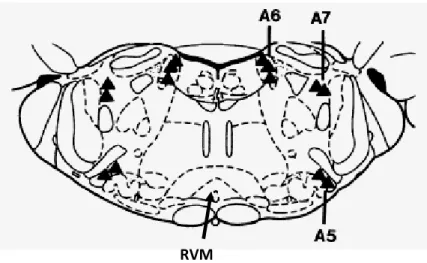 Fig. 8: Location of noradrenergic A5, A6 and A7 cell groups in the pons. 