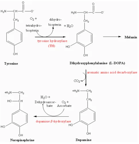 Fig. 9: Structure and synthesis of noradrenaline. 