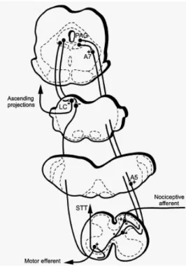 Fig. 10: Summary of the neuronal pathways from the PAG to noradrenergic neurons in the  A5, A6 and A7 cell groups