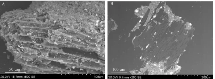 Figure 1. Scanning electron microscope (SEM) images captured from biochar mineral complex (BMC) particle surface (A); 