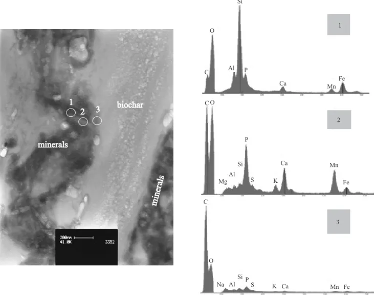 Figure 3.  Cross‑sectional bright field transmission electron microscope (TEM) image and energy‑dispersive X‑ray spectroscopy  facilities (EDS) spectra from the circled regions across the interface between biochar and adjacent mineral phases.