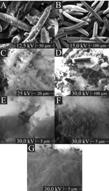 Figura 4. Microscopia eletrônica de varredura das amostras de: (A) esponja  de água-doce; (B) BS; (C) MCM-41(0), (D) MCM-41(1); (E)  BS--MCM-41(2); (F) BS-MCM-41(3) e (G) BS-MCM-41(4)