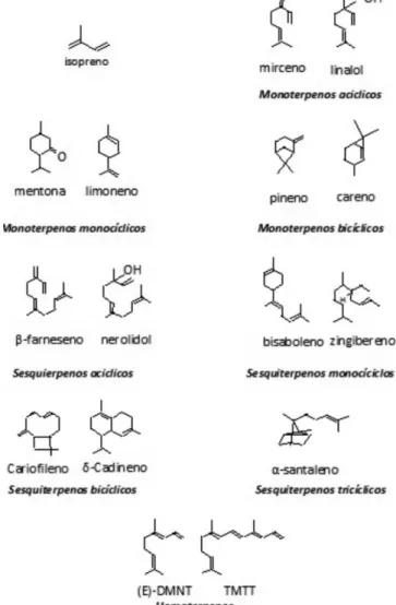 Figura 4. Estruturas representativas dos isoprenoides (isopreno e terpenoides)  emitidos pelas plantas