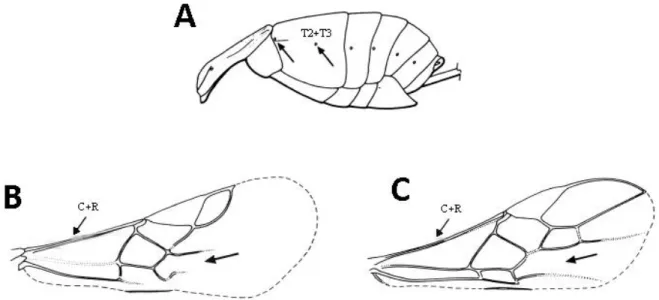 Figura 1. Principais caracteres diagnósticos de Braconidae. A) Metassoma em vista lateral, mostrando a  fusão dos tergos 2 e 3, setas indicando a presença de dois espiráculos no segmento devido a fusão; B) e C)  Asa anterior de Braconidae, seta indicando a