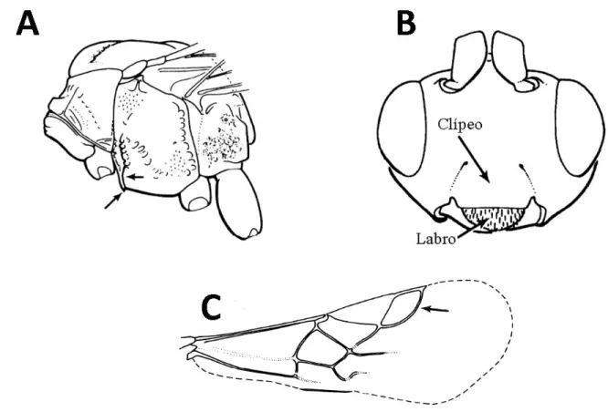 Figura  2.  Principais  caracteres  diagnósticos  de  Euphorinae.  A)  Mesossoma  em  vista  lateral,  setas  indicando a presença da carena epicnemial