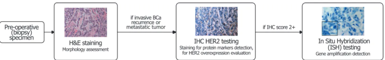 Figure 1. Schema of the process of BCa HER2 evaluation, involving H&amp;E staining, IHC testing and, in specific cases, ISH testing