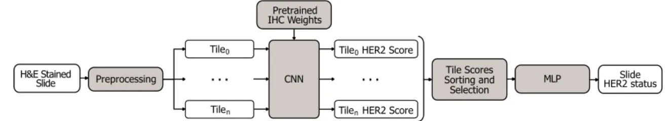 Figure 3. The proposed approach for weakly-supervised HER2 status classification on BCa H&amp;E stained slides.