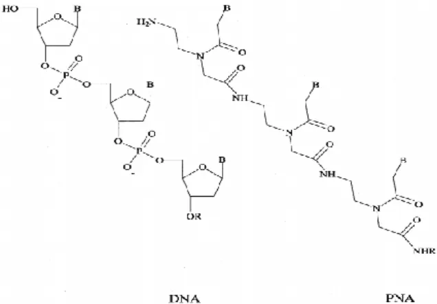 Figura 5: Comparação das moléculas de DNA e PNA [63]. 