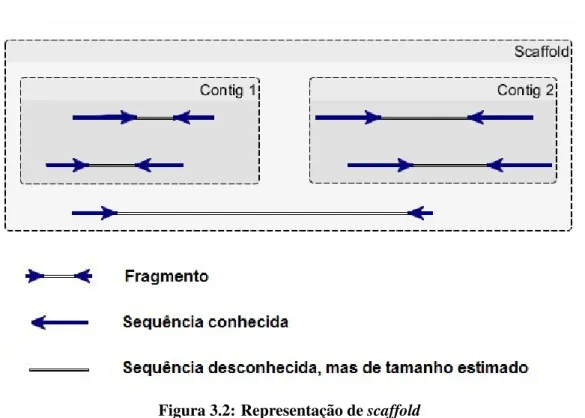 Figura 3.2: Representac¸˜ao de scaffold