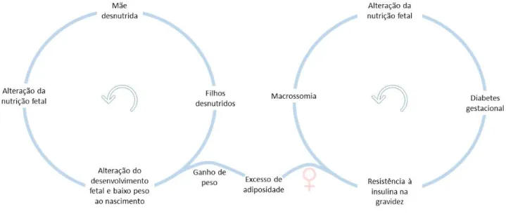 Figura 3 – Vias transgeracionais da programação fetal 