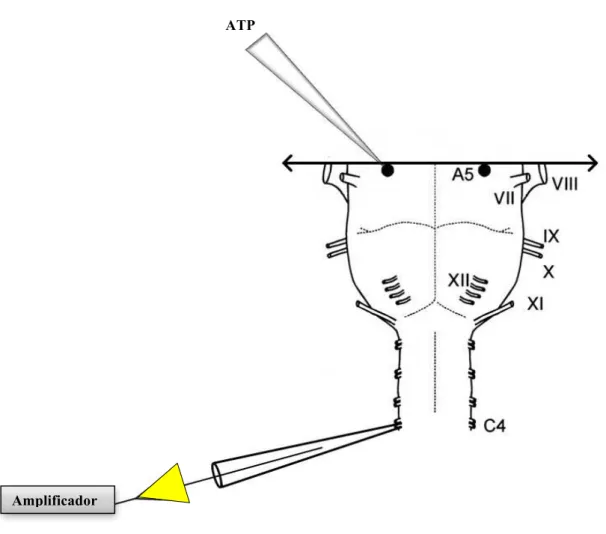 Figura 1: Desenho esquemático da preparação in vitro ponte-bulbo- medula espinhal de ratos P0-P4