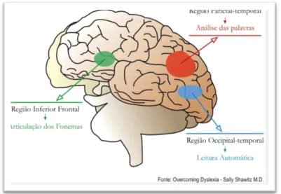 Figura 2 – Áreas do cérebro responsáveis pela linguagem 