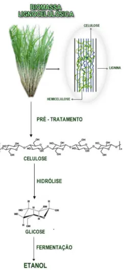 Tabela 1. Composição química de biomassas lignocelulósicas com potencial  para produção de etanol de segunda geração 23,63
