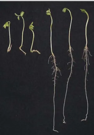 Figure 5. The adjusted regression curves for root fresh matter of transgenic and non-transgenic genotypes in relation to the increase of glyphosate concentration up to 200  µM.