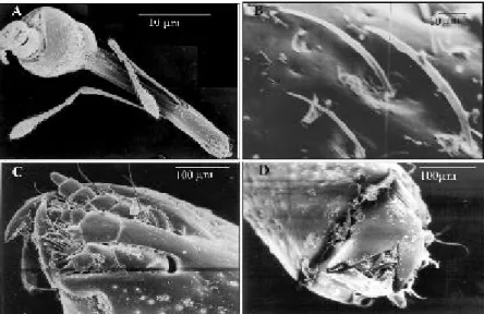 Figure 2. Scanning micrographs of a boll weevil snout (A), bristles on snout (B) and mandibles (C, D).
