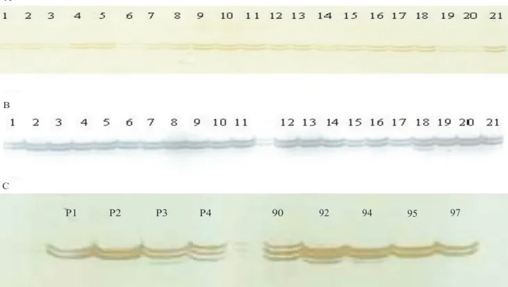 Figure 1. Amplification pattern of alleles from SSR 4 (A) and SSR 18 (B, C) separated through polyacrilamide gel electrophoresis.
