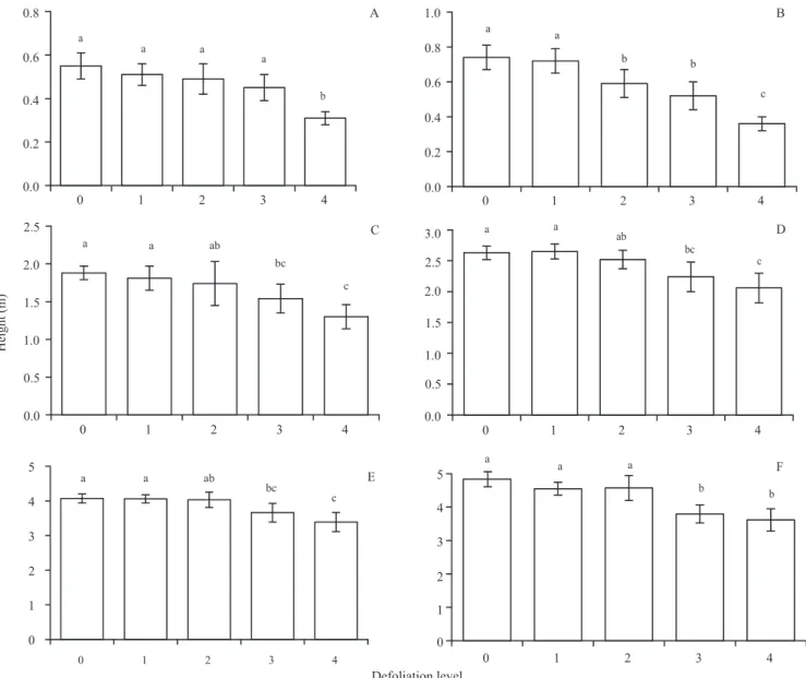 Figure 4. Height of Pinus taeda plants artificially defoliated for simulation of Acromyrmex crassispinus attack: A, six months; 