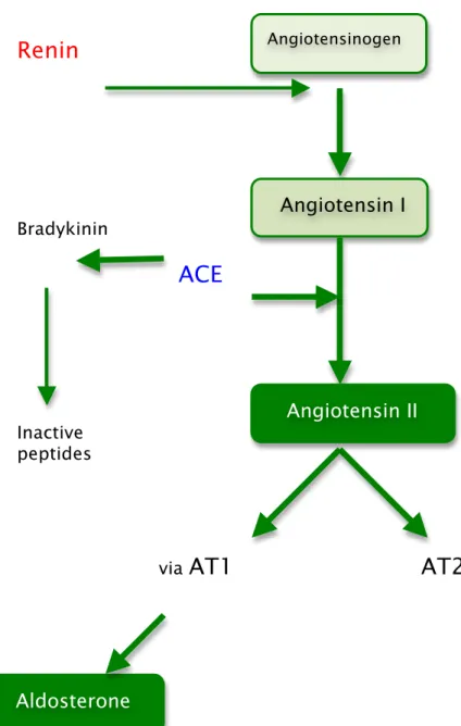 Figure 2- Renin-Angiotensin-Aldosterone axis 