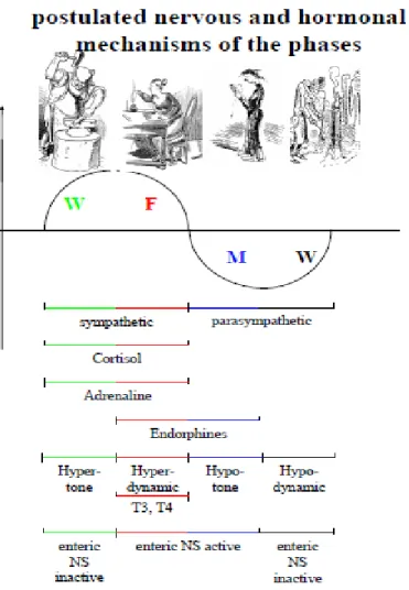Figure 6- Phases in TCM and western physiology 