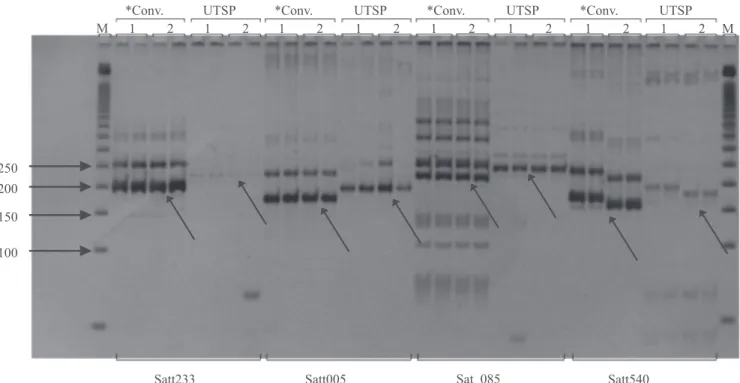 Figure 2.  Comparison  between  the  amplification  profiles  obtained  with  the  conventional  (*Conv.)  method  and  with  the  universal tail sequence primers (UTSP) method