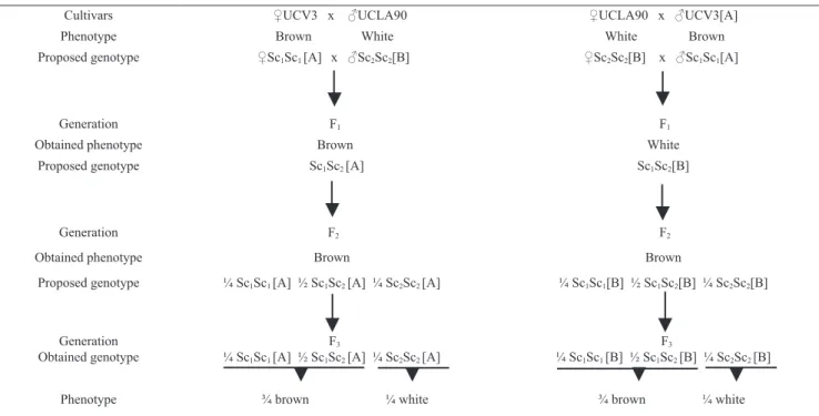 Figure 1. Proposed model to explain the maternal effect on seed coat color when UCLA90 was crossed to UCV3, and when  UCLA37 was crossed to UCV3, both reciprocally