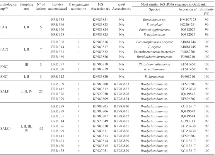 Table 2.  Morphological groups, sampling areas, nodulation in  Vigna unguiculata , and identification using 16S rRNA of  rhizobia isolates obtained from Centrolobium paraense  nodules from the Roraima Cerrado, Brazil.
