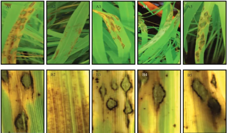 Figure 7. Sample of rice leaves representing how disease severity (A) and blast lesion type (B) developed